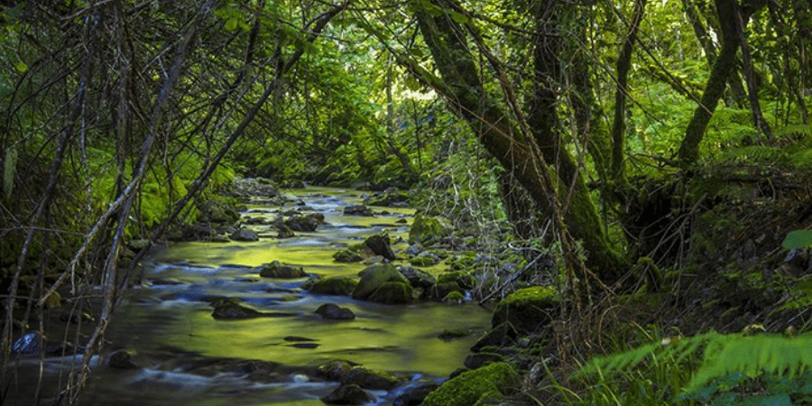 río Muniellos en el Bosque del Moal, Asturias