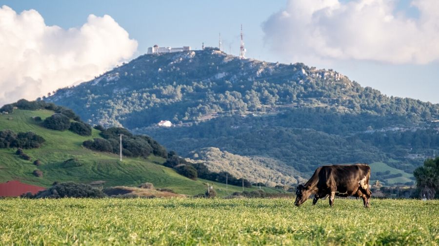 Campo Menorquin Monte Toro