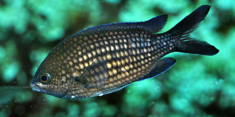 damselfish