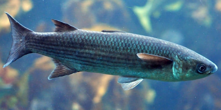 striped mullet