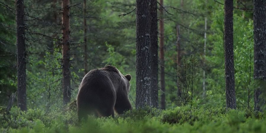 oso pardo en el Parque Natural de Somiedo, Asturias
