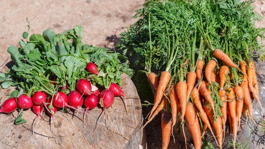 productos de la huerta km0