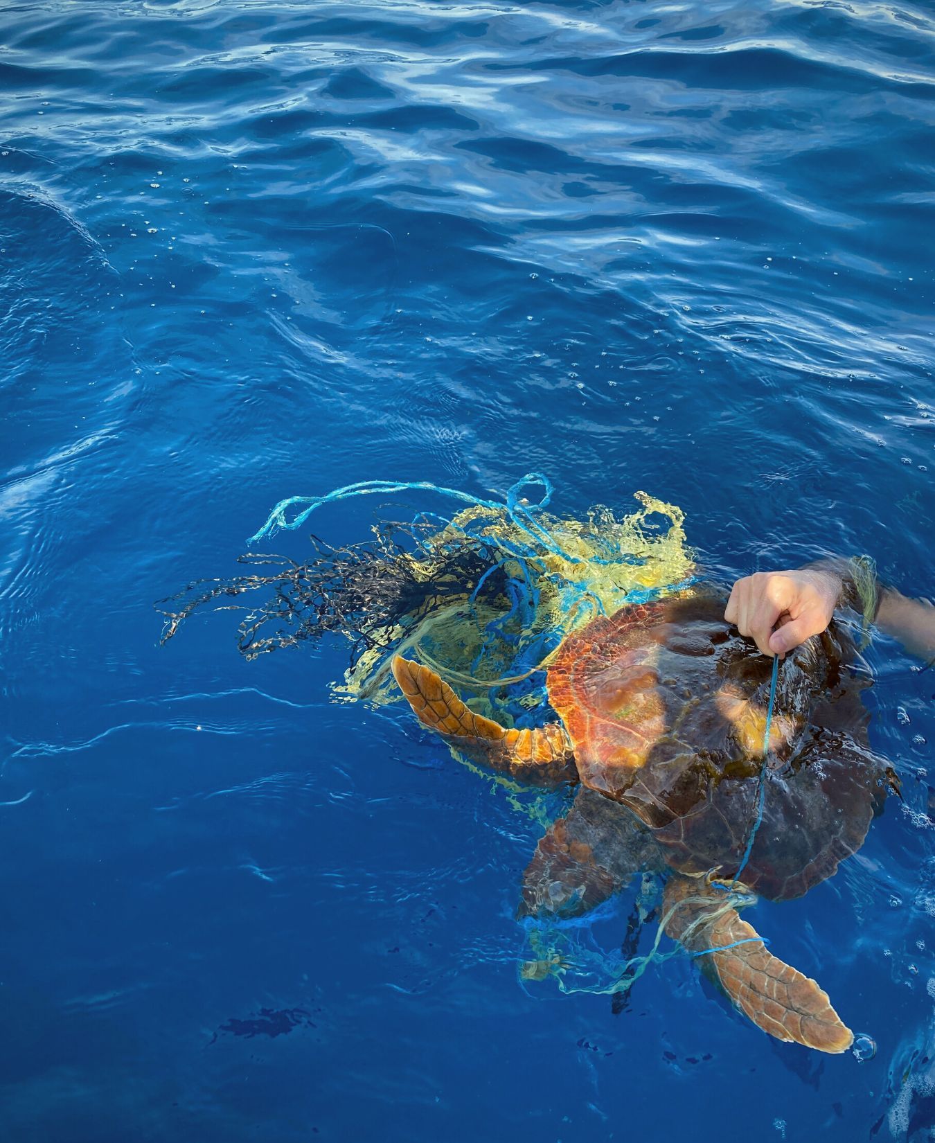 tortuga atrapada en plastico