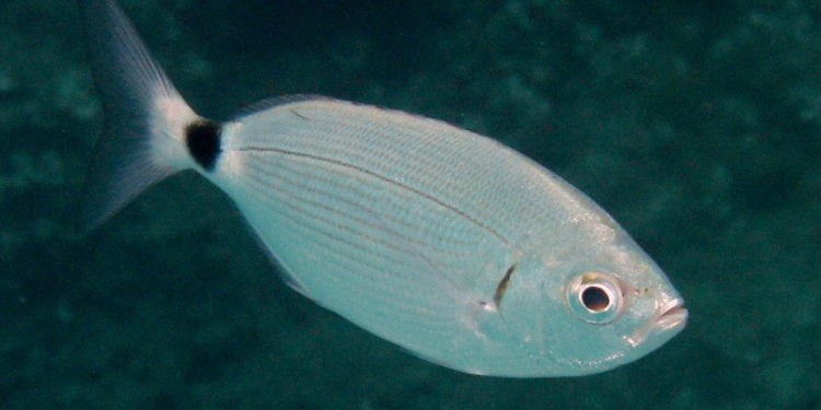 Oblada (Oblada melanura)