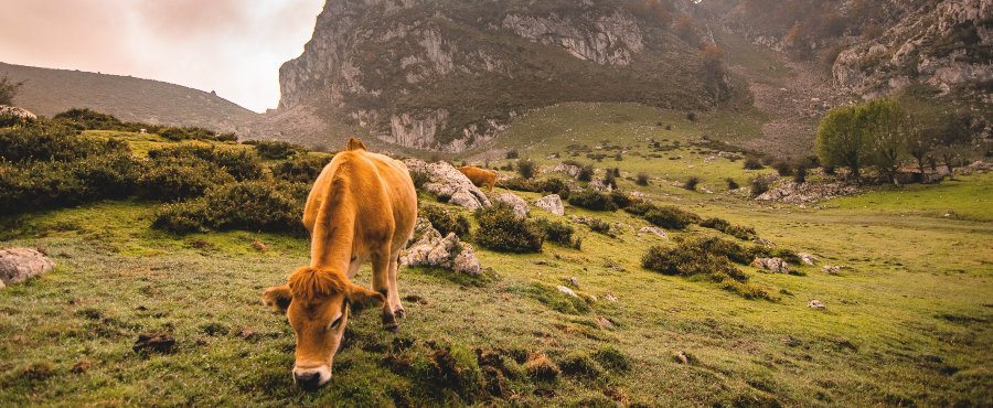 donde ir de vacaciones en Asturias