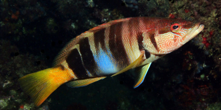 Vaca (Serranus scriba)