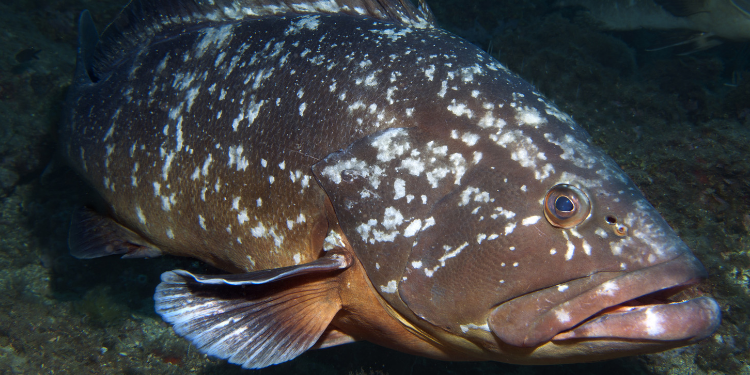 grouper